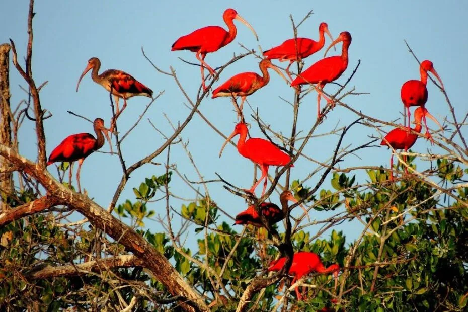 Revoada dos Guarás (Lancha rápida)