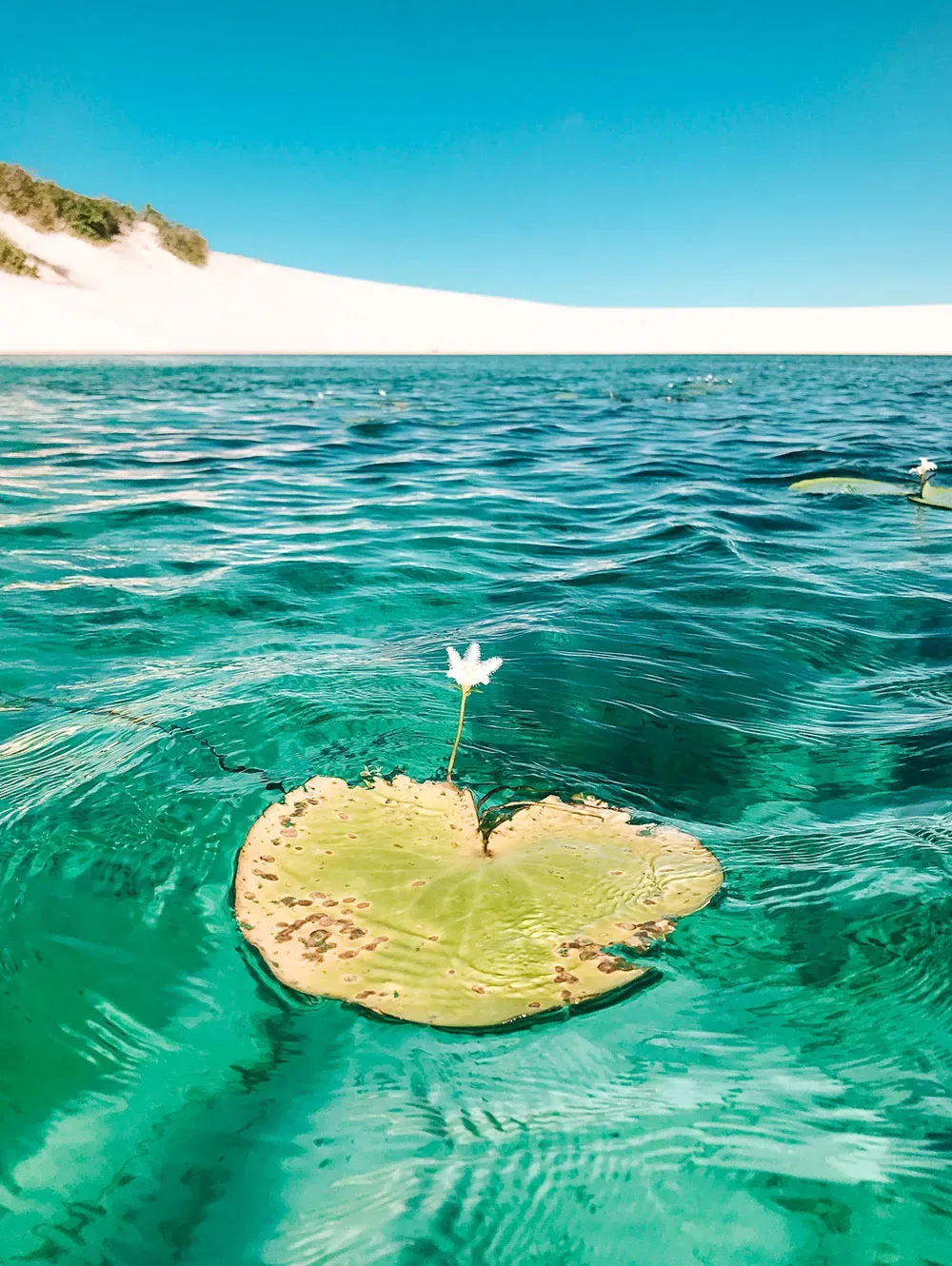 PASSEIO LAGOA AZUL E LAGOA BONITA